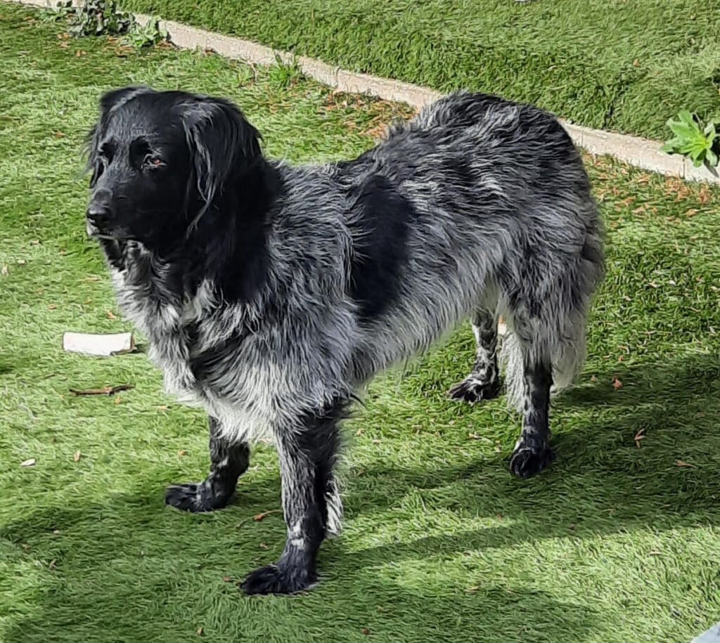 Semmy - Stichting Zino