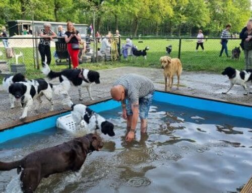Heel veel water- & zandpret in de hondenspeeltuin in Beilen