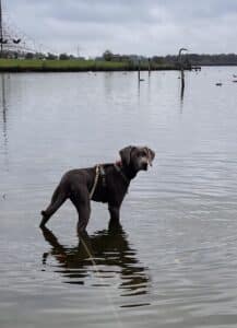 Stichting Zino Rosie