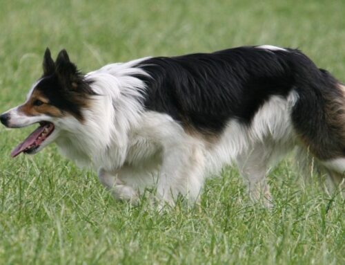 Stichting Zino stopt met de herplaatsing van Border Collies