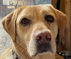 Stichting Zino Polly