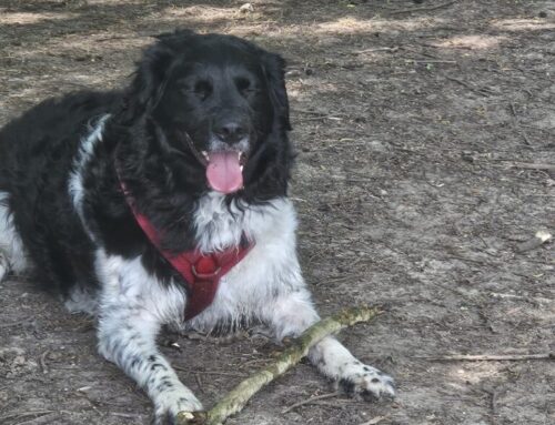 Bailey zoekt een nieuw mandje! [Inschrijving gesloten]