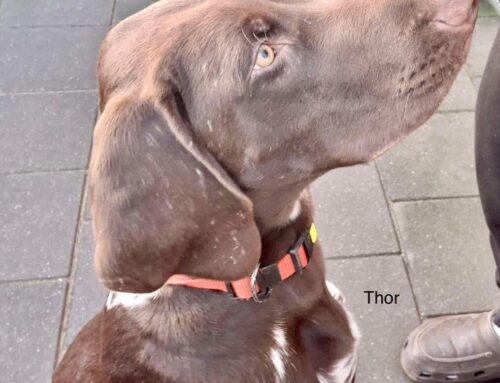 Thor zoekt een nieuw mandje!