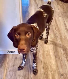 Stichting Zino Zorro