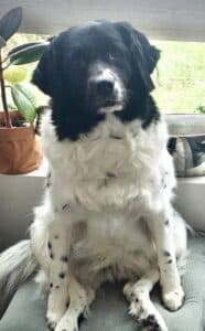 Stichting Zino Lizzy
