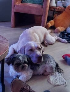 Stichting Zino Sjors