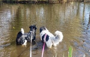Stichting Zino Sterre Lizzy