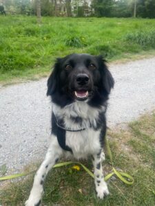 Stichting Zino Mollie