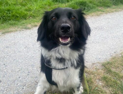 Mollie zoekt een nieuw mandje!