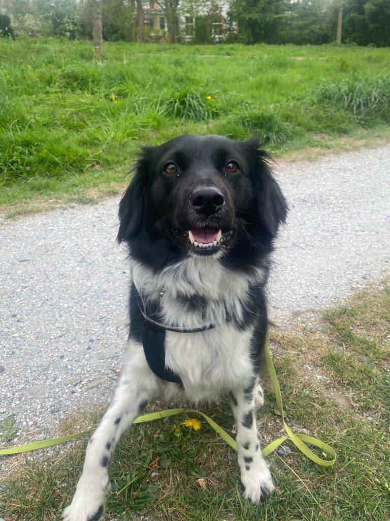Stichting Zino Mollie