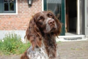 Stichting Zino Saar