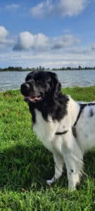 Stichting Zino Bono