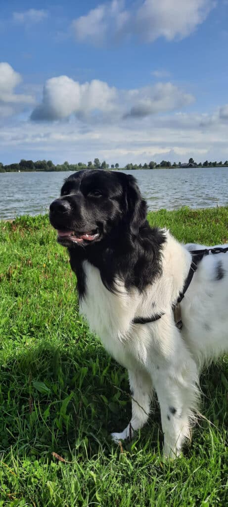 Stichting Zino Bono