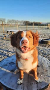 Stichting Zino Bend