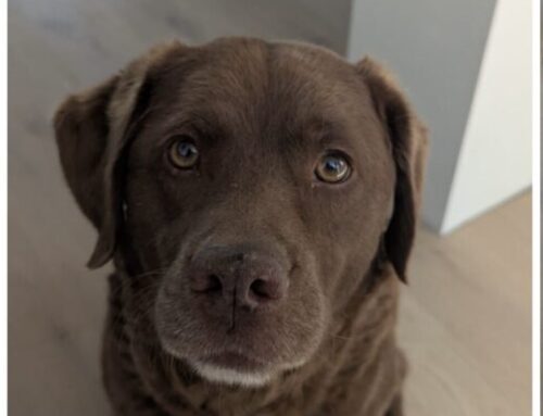 Senna zoekt een nieuw mandje!