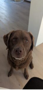 Stichting Zino Senna dubbele foto gehalveerd