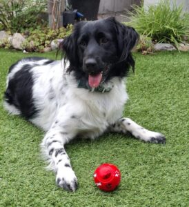 Stichting Zino Maxim met bal