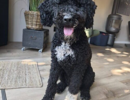 Noni zoekt een nieuw mandje!