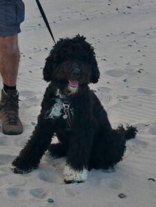 Stichting Zino Noni strand