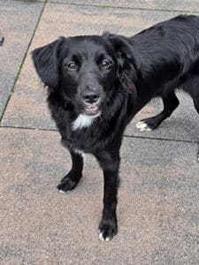 Stichting Zino Riley