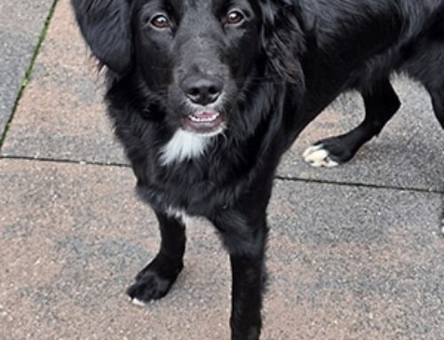 Riley zoekt een nieuwe beste mand! [Inschrijving gesloten]