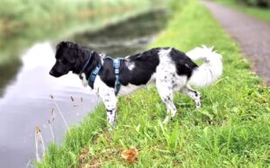 Stichting Zino Sybe
