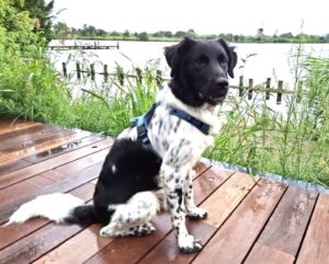 Stichting Zino Sybe