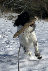 Stichting Zino Boris(st) met stok