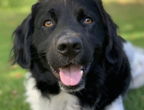 Boris zoekt een nieuwe beste mand!