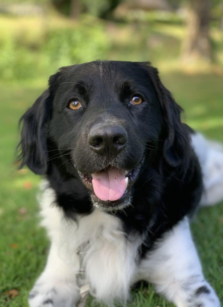 Stichting Zino Boris(st) kop