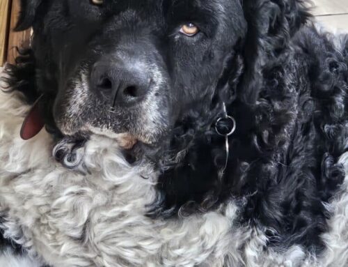 Douwe zoekt een nieuwe beste mand