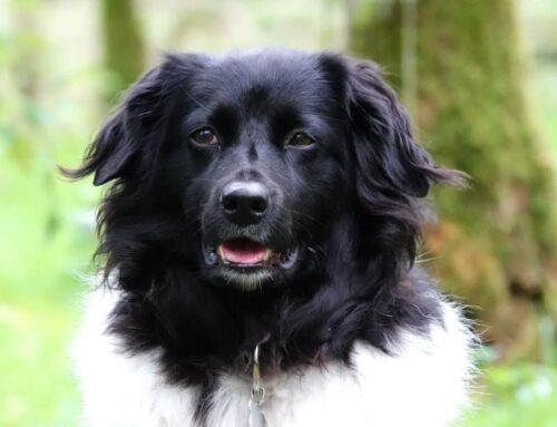 Jazz zoekt een nieuwe beste mand!