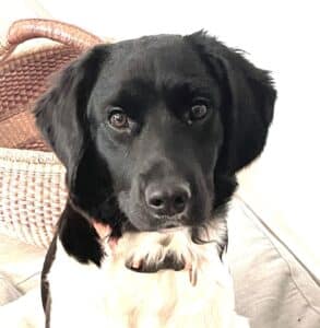 Stichting Zino Pippa