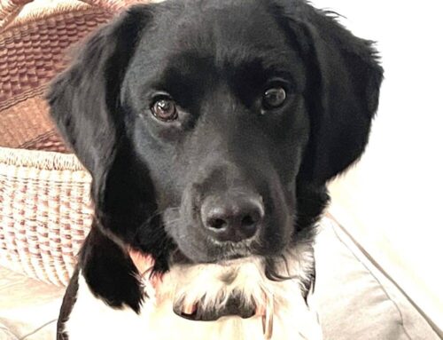 Pippa zoekt een nieuwe beste mand!