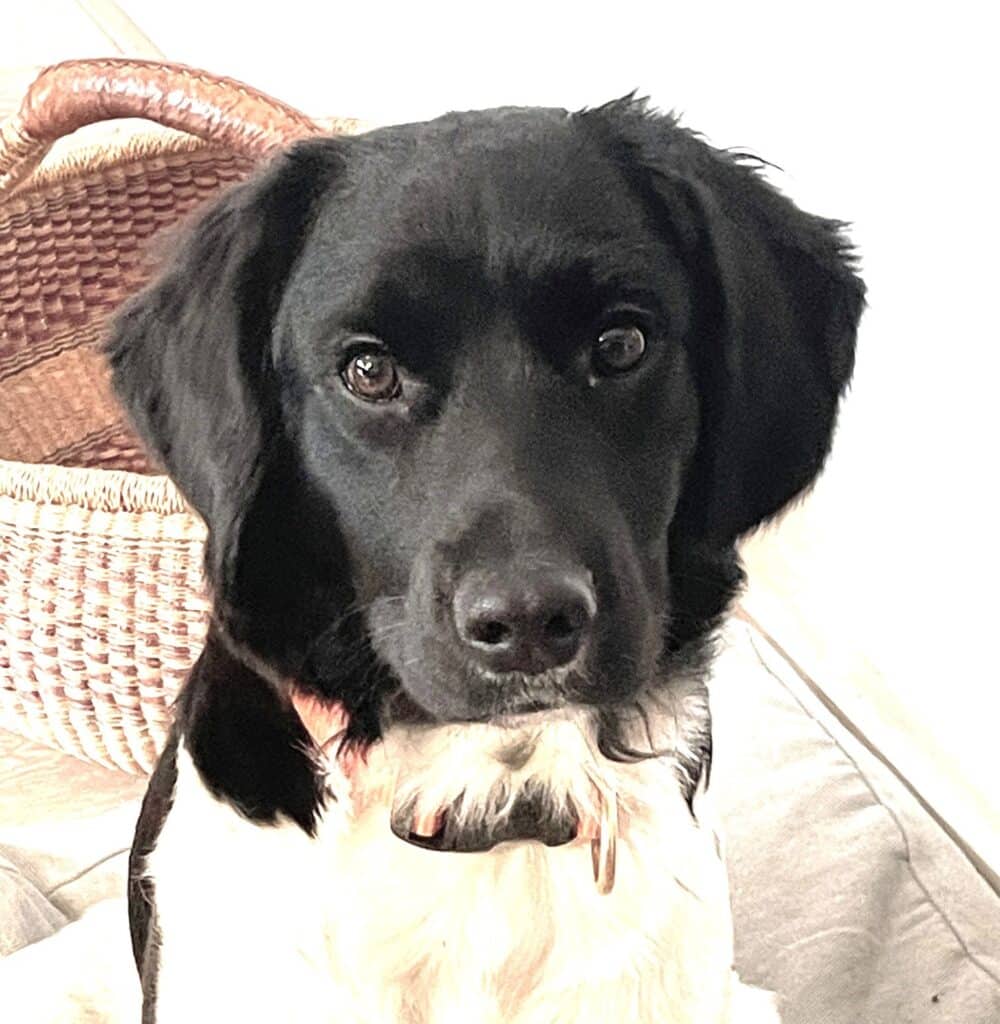 Stichting Zino Pippa