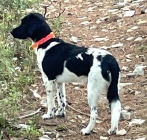 Stichting Zino Pippa