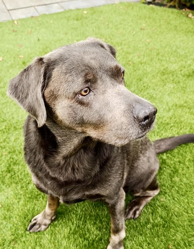 Stichting Zino Tessa