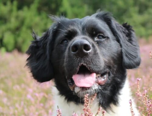 Tjibbe zoekt een nieuwe beste mand!