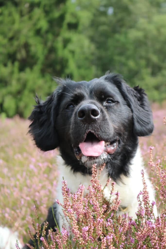 Stichting Zino Tjibbe