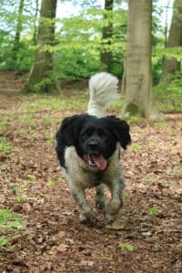 Stichting Zino Tjibbe