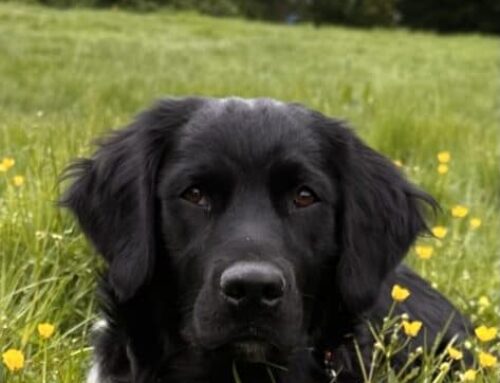 Freek zoekt een nieuwe beste mand!