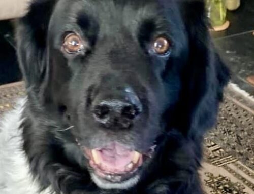 Guapo zoekt een nieuwe beste mand!