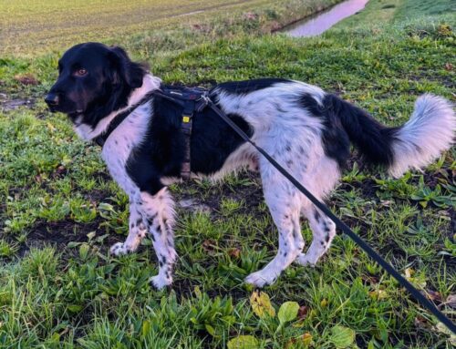 Jack zoekt een nieuwe beste mand!