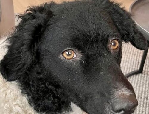 Lana zoekt een nieuwe beste mand!